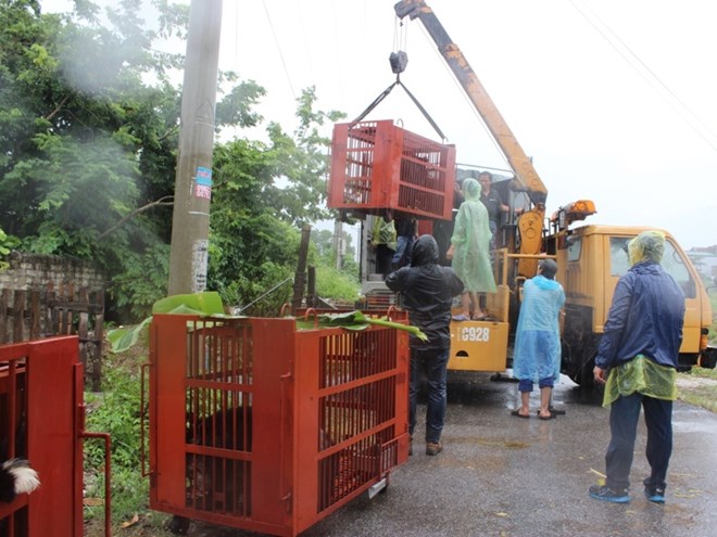 - Sept ours en captivité sauvés à Quang Ninh
